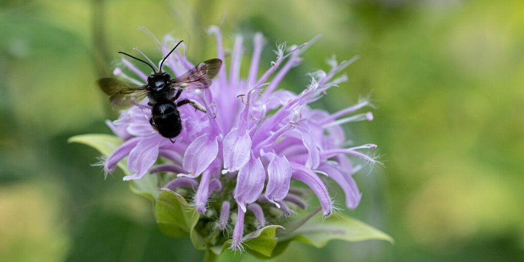 bee-like insect landed on purple flower