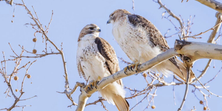 Scientists track red-tailed hawks nesting near WashU campus